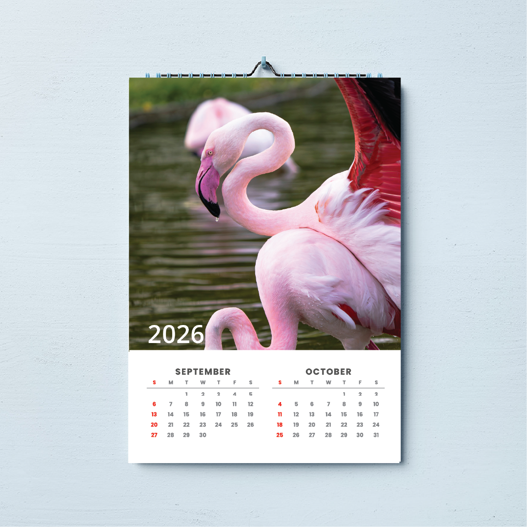 2026 A3 Wall Calender African Birds